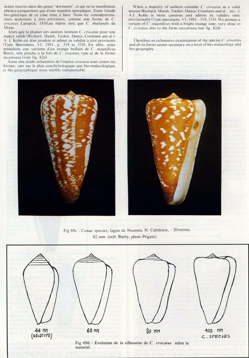 Conus crocatus, Lamarck 1810 